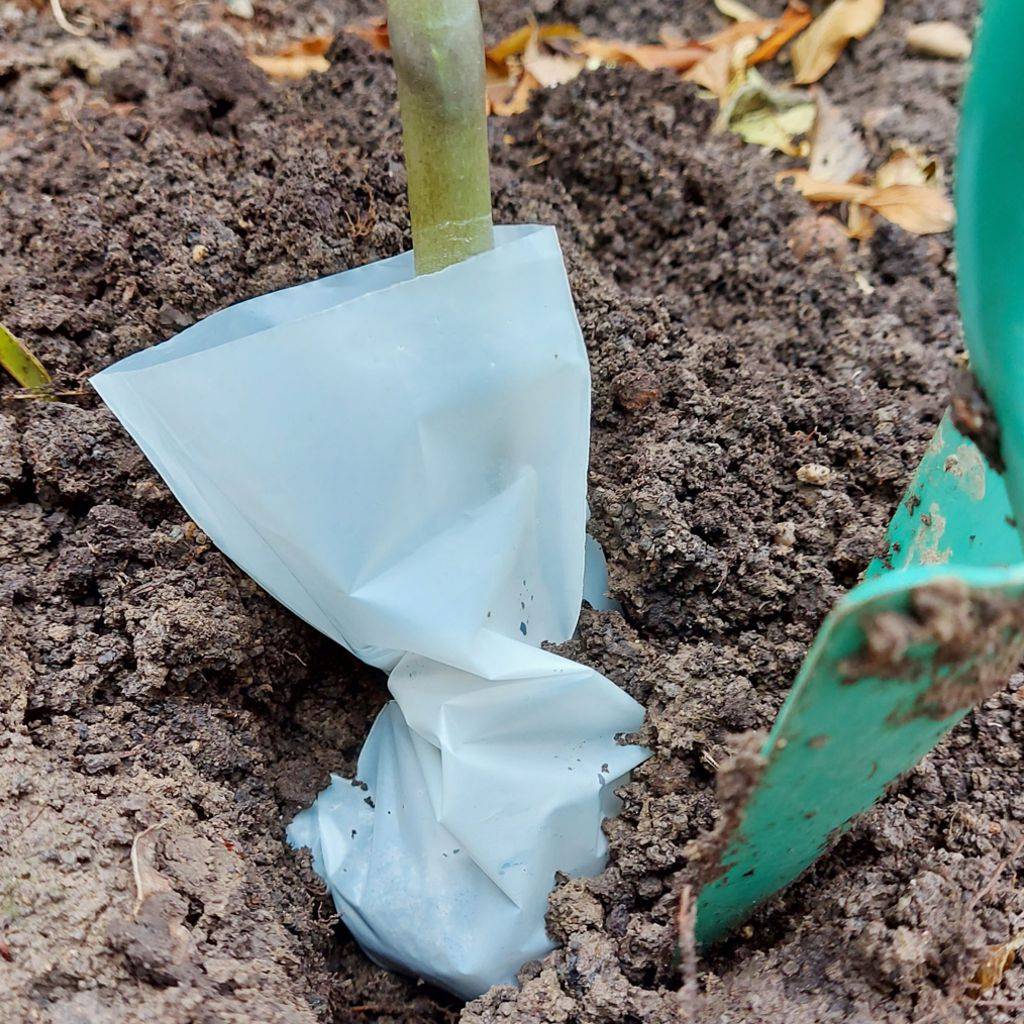 Bio-Pflanzensack - 50er Pack